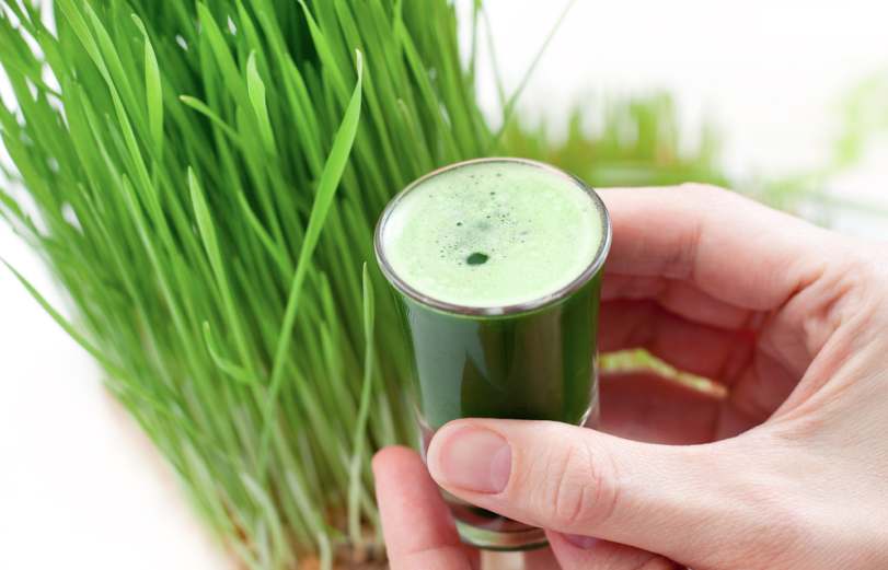 wheatgrass