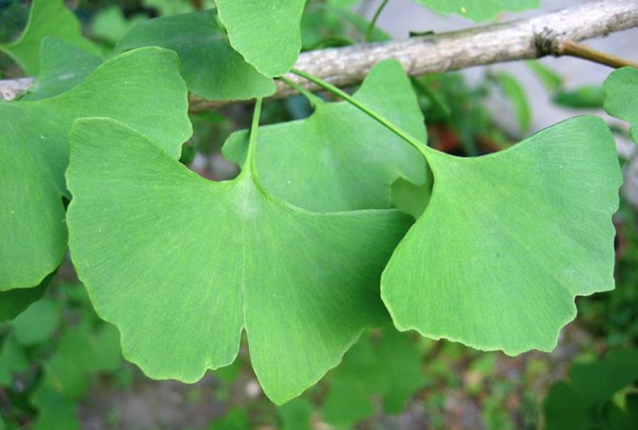 ginkgo biloba