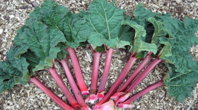 Skrytý poklad z vaší zahrady