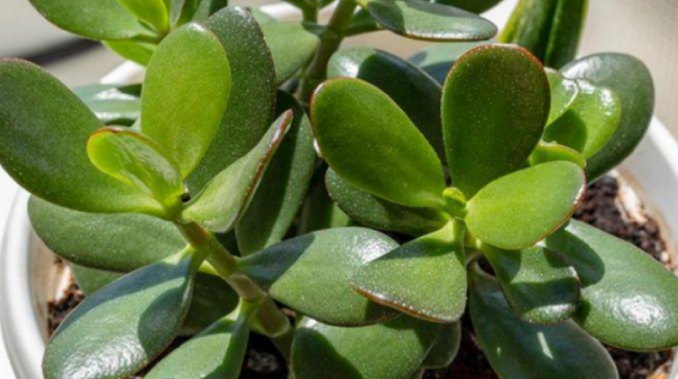 Tučnolist jako zázrak přírody