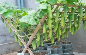 okurky pestovani 1 1