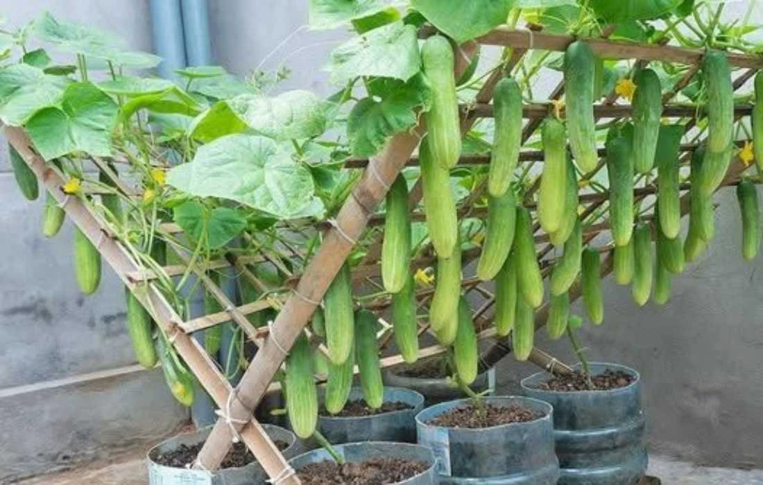 okurky pestovani 1 1