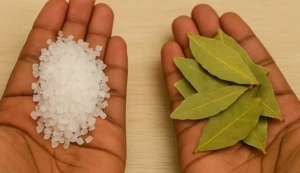 bobkovy list a sul 1