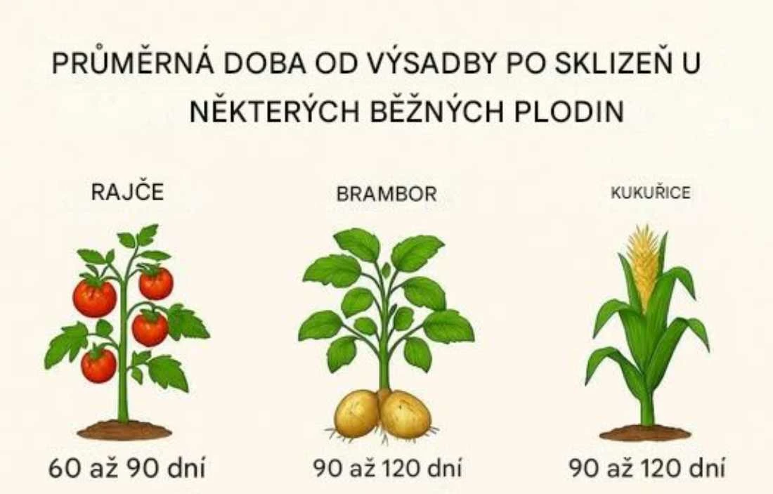 doba vysadby