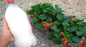 rychly rust rostlin 1