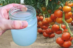 zalivka na zeleninu 1