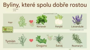 bylinky 1 3