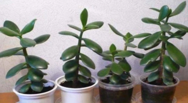 ed6d583d f014 4ae7 a40c 07e735127ade