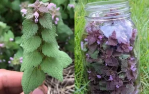 hluchavka purpurova 1