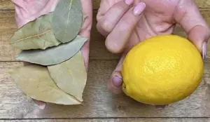 citron bobkovy list 1